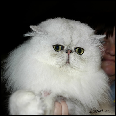 chinchilla perser, foto: p palm