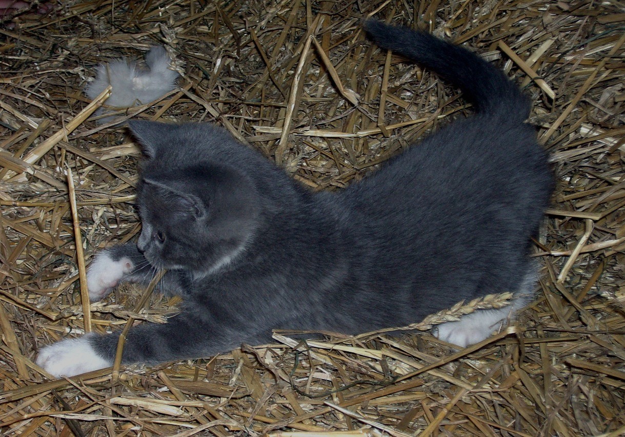 Blå kattunge. Foto__iE