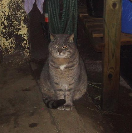 Grårandig katt. Foto: Cevir