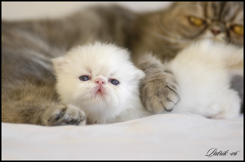 vit exotickattunge med mamma, foto: p palm