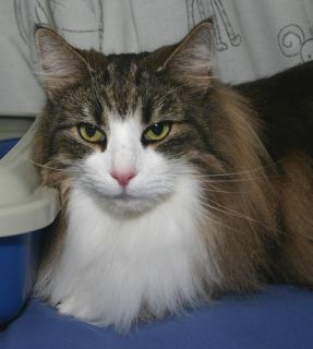 Bruntabby/vit (NFO n 09 22) Seniorhona