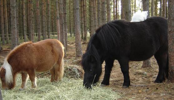 duchess 6 hästarna, foto: mannas