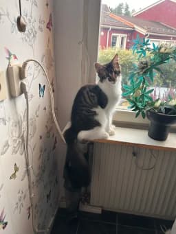 Utställning huskatt nybörjare