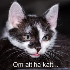 Ditt ansvar som medlem på Katter iFokus