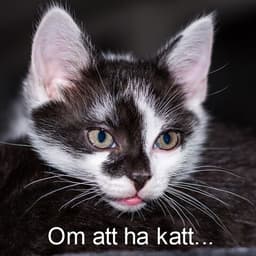 Ditt ansvar som medlem på Katter iFokus