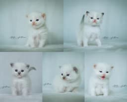 Kattungar