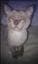 summercat