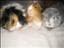 Xiin