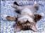 katter_katter