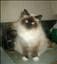 Petter