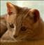 amator_feles