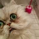 Kutterkatt
