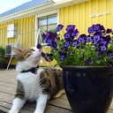 mystar