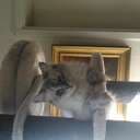 Kattmams